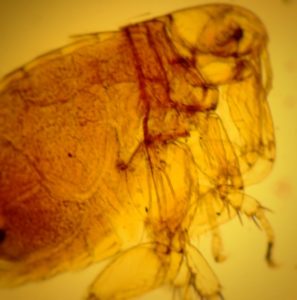 Pest: Fleas - Order Siphonaptera