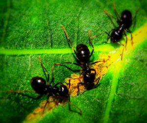 Pest: Ants - Family Formicidae