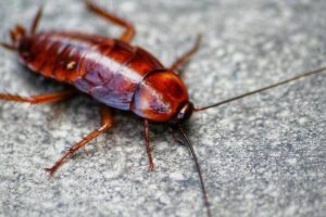 Pest: Cockroach