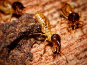 Pest: Termites - Order Isoptera