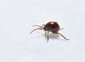 American Spider Beetle Image