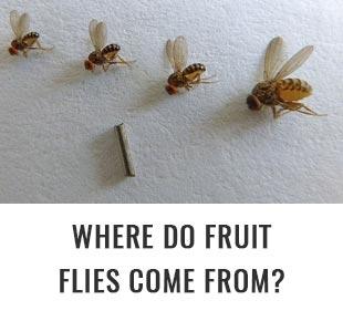 Where Fruit Flies go to Die - Coley Cooks