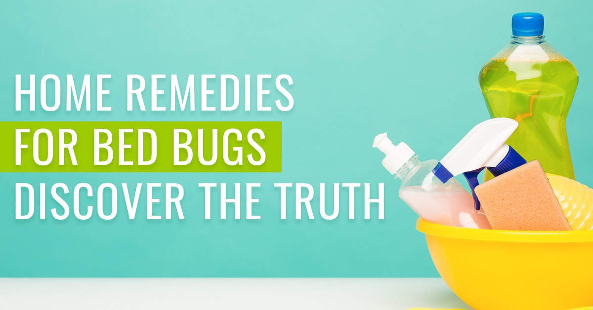 Home Remedies for bed bugs