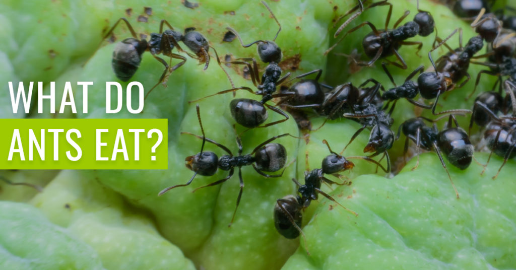What do ants eat?
