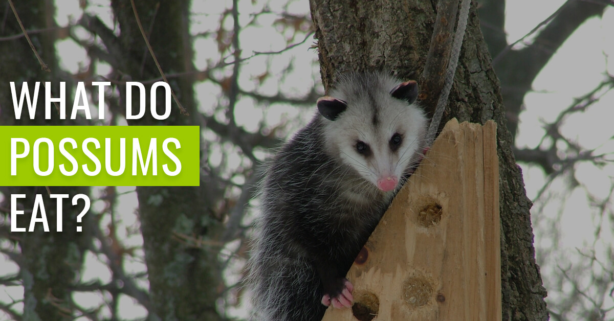 What do possums eat?