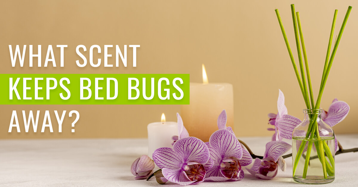 What scent keeps bed bugs away?