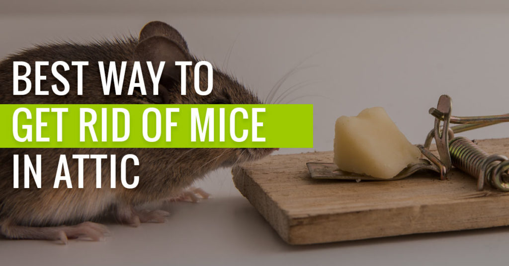 Best Way to get Rid of Mice in Attic