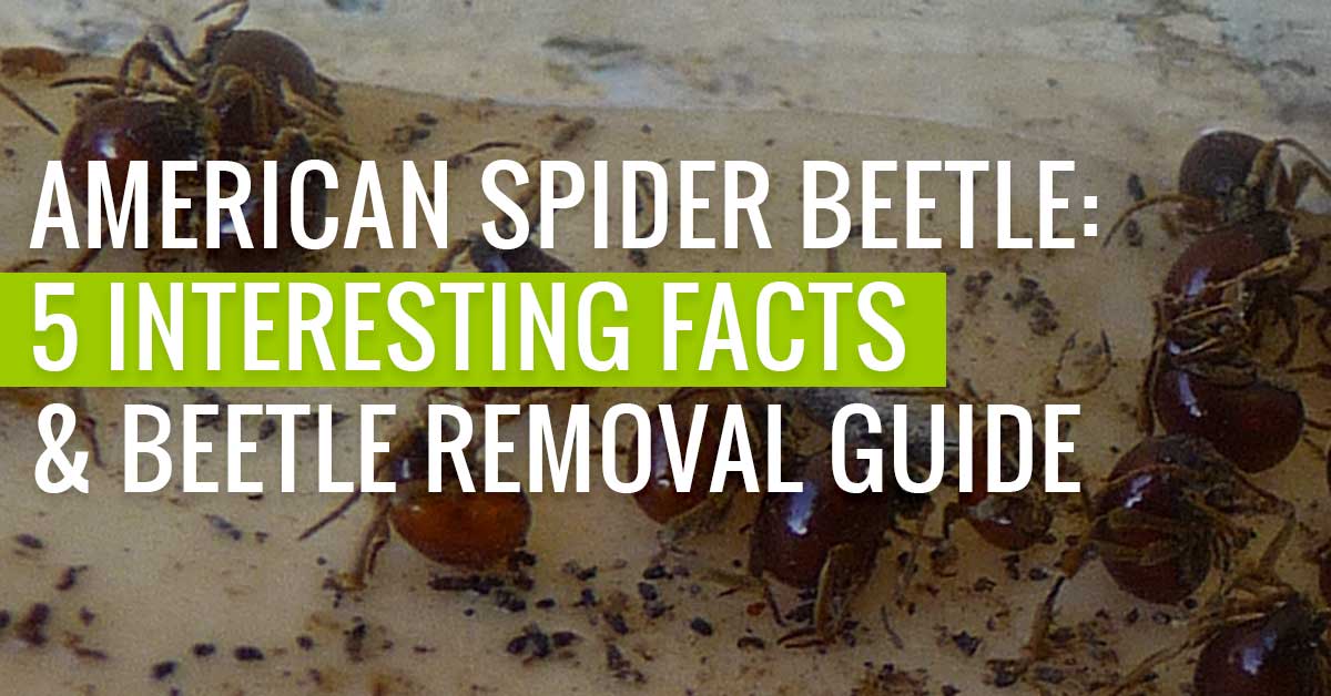 American Spider Beetle: 5 Interesting Facts & Beetle Removal Guide