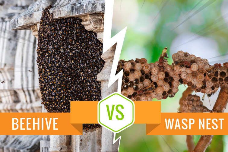 Beehive vs Wasp Nest