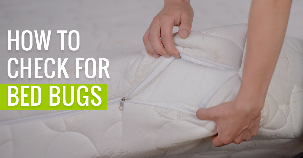 How to check for bed bugs