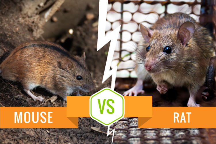 Mouse vs Rat - What's the differences?