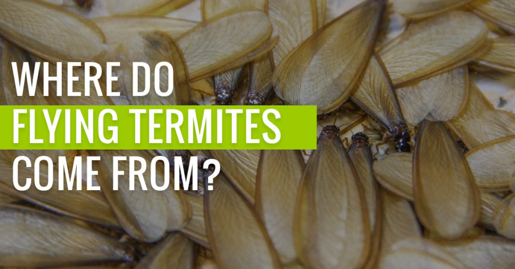 Where do Flying Termites Come From?
