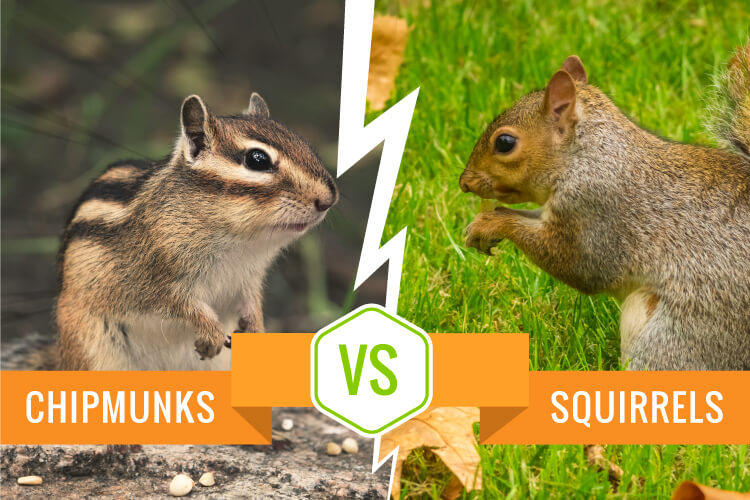 Chipmunks vs Squirrel - Comparison