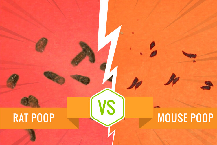 Rat Poop vs Mouse Poop - Which Rodent do you have?