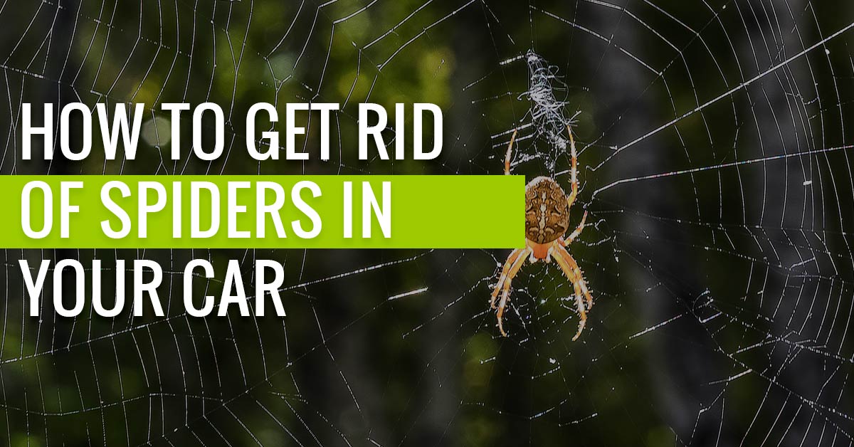 How to Get Rid of Spiders in Your Car