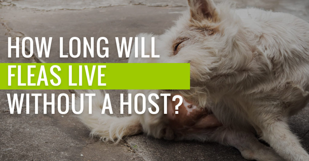 How-Long-Will-Fleas-Live-Without-A-Host
