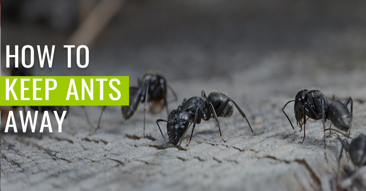 how-to-keep-ants-away