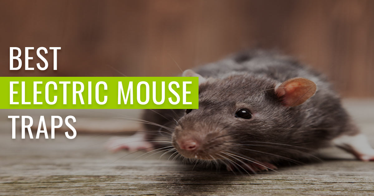 best-electric-mouse-traps