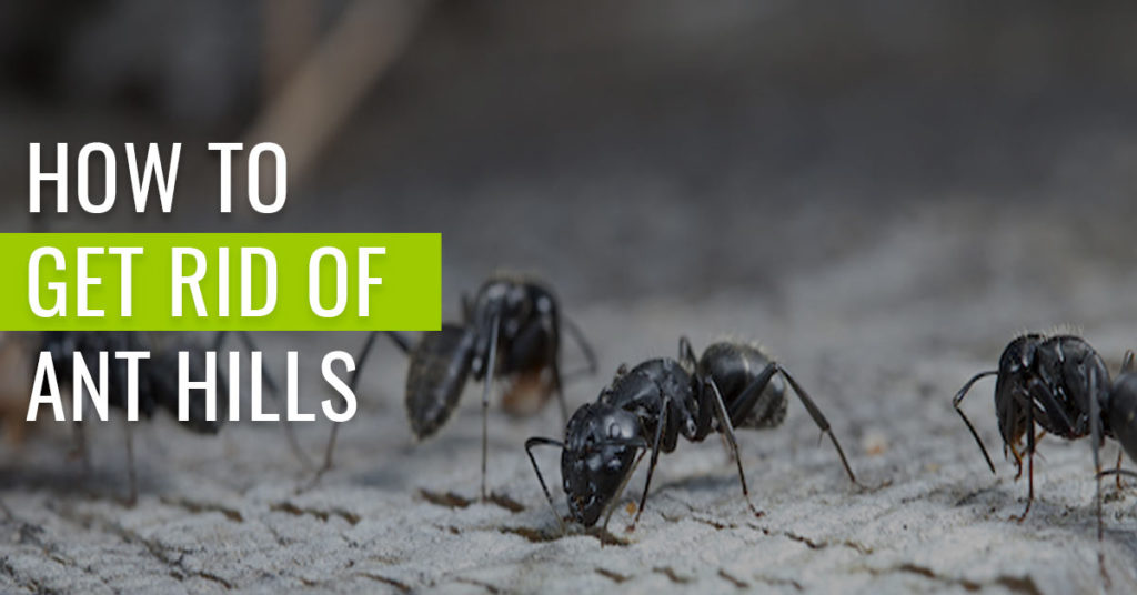 How-to-get-rid-of-ant-hills