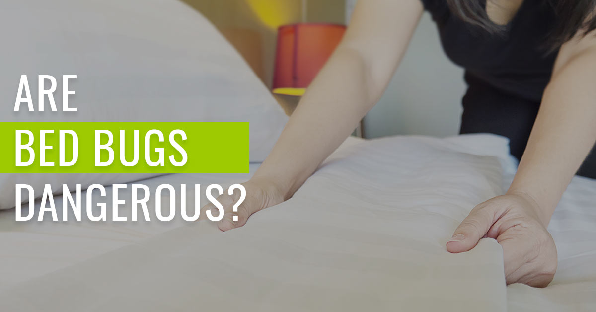 Are Bed Bugs Dangerous?​