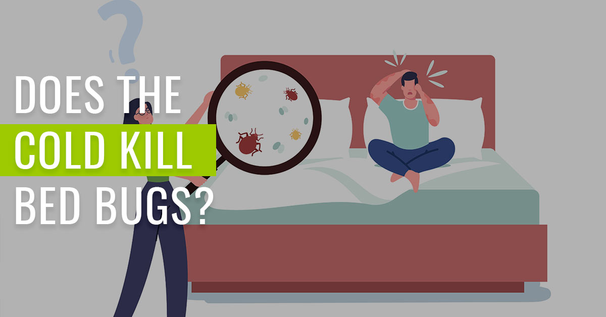 Does-the-Cold-Kill-Bed-Bugs