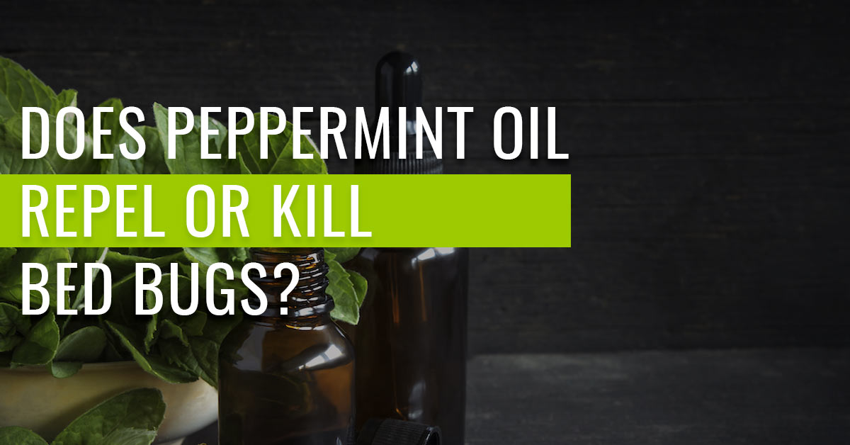 does-peppermint-oil-repel-or-kill-bed-bugs