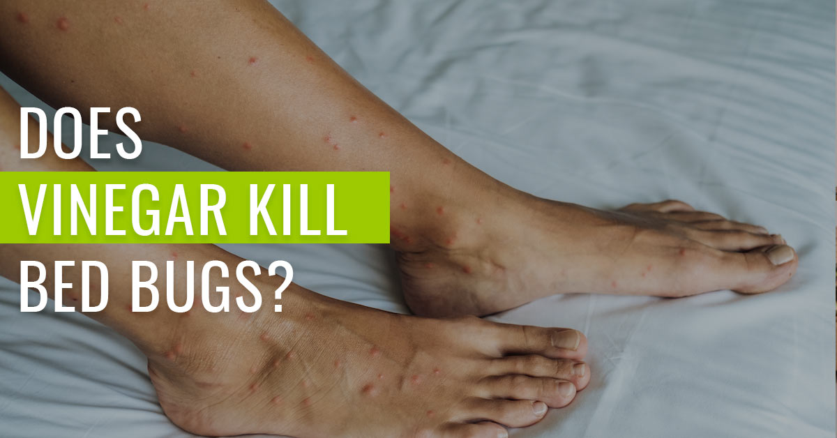 does-vinegar-kill-bed-bugs