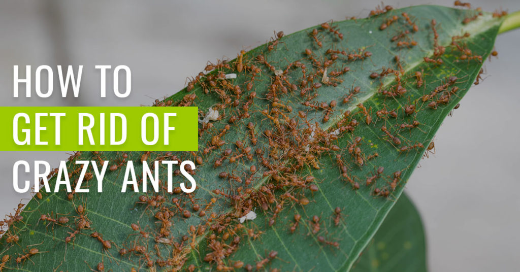 How-to-Get-Rid-of-Crazy-Ants
