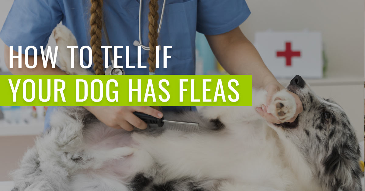 how-to-tell-if-your-dog-has-fleas