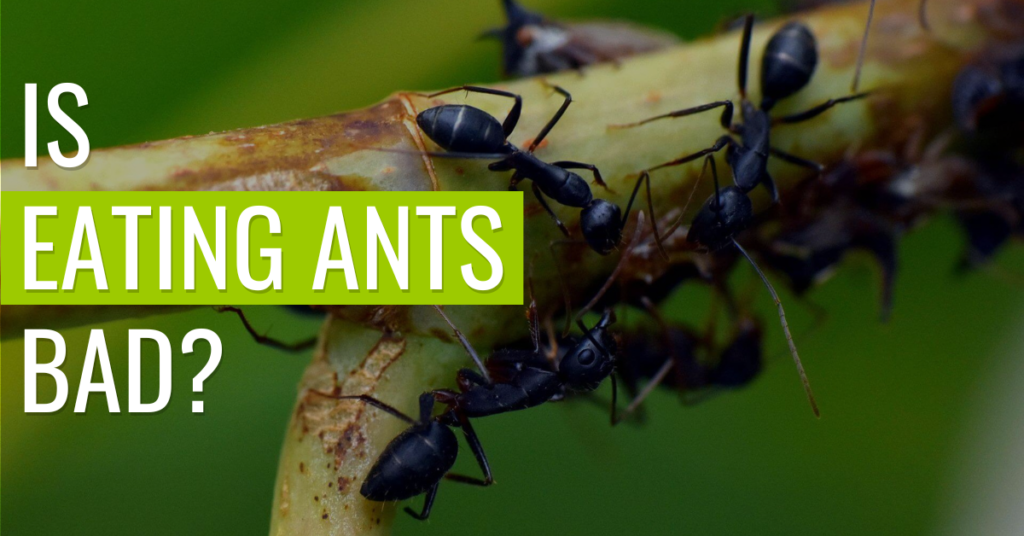 is-eating-ants-bad