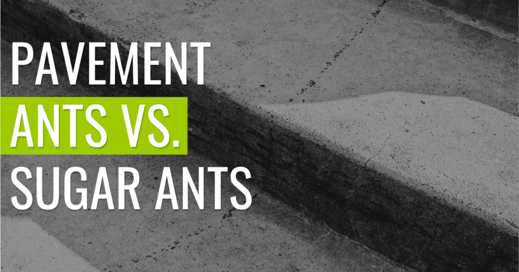 pavement-ants-vs-sugar-ants