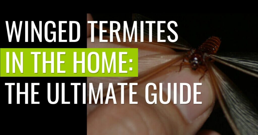 holding_winged_termite