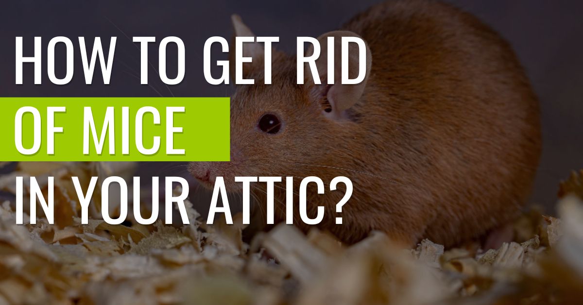 https://www.pestresources.com/wp-content/uploads/2022/10/How-To-Get-Rid-Of-Mice-In-Your-Attic.jpg