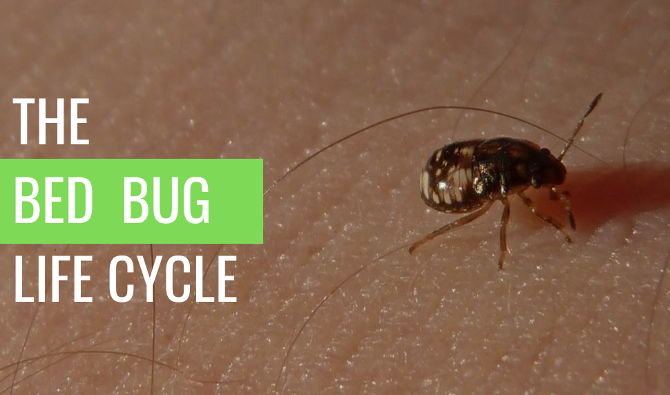 the-bed-bug-life-cycle