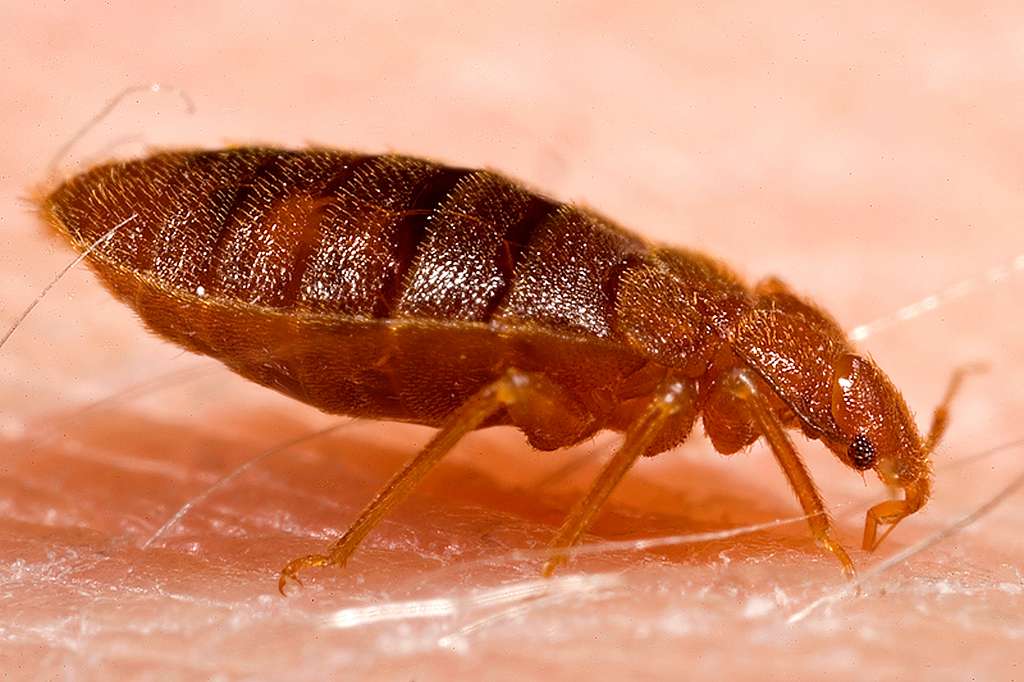 image_of_bed_bug
