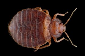 Adult-female-bed-bug