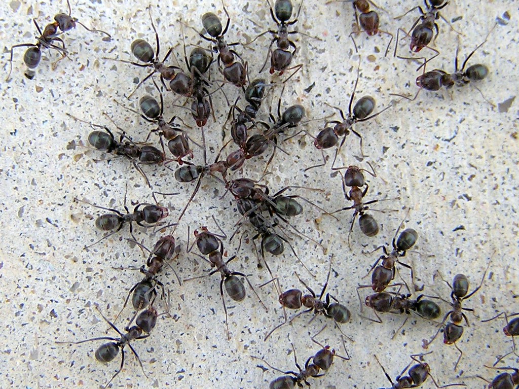 Ant-infestation-close-up