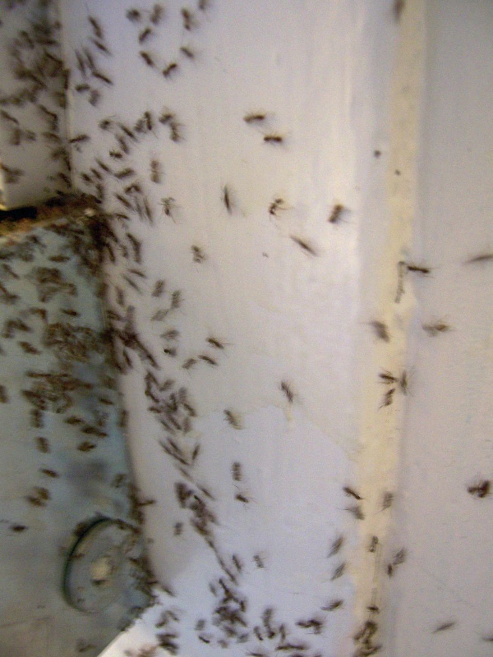 ant-in-home