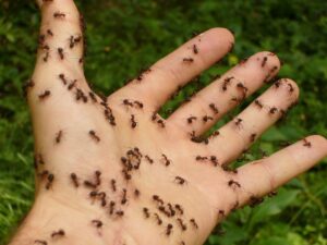 Ants-hand-on-hand