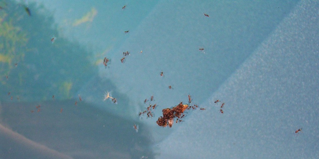 ants-on-water