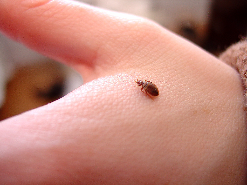 bed-bug-on-hand