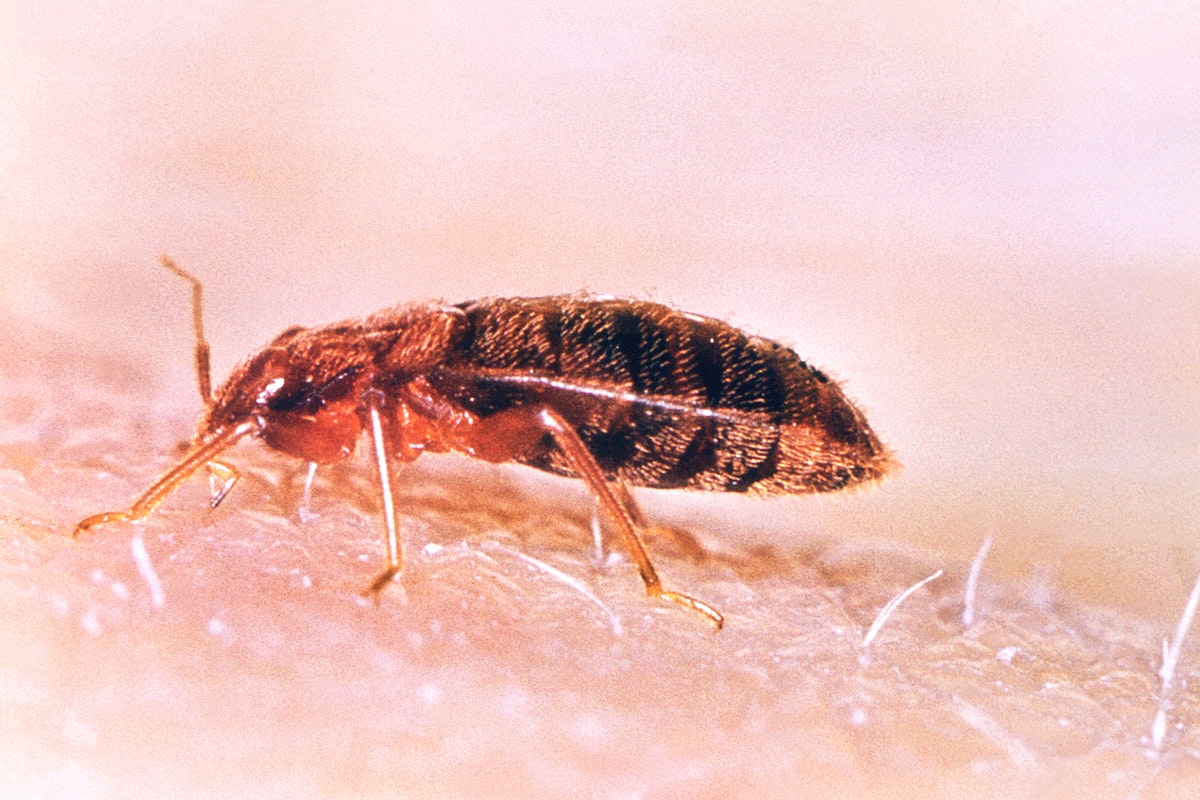 close-up-of-bed-bug