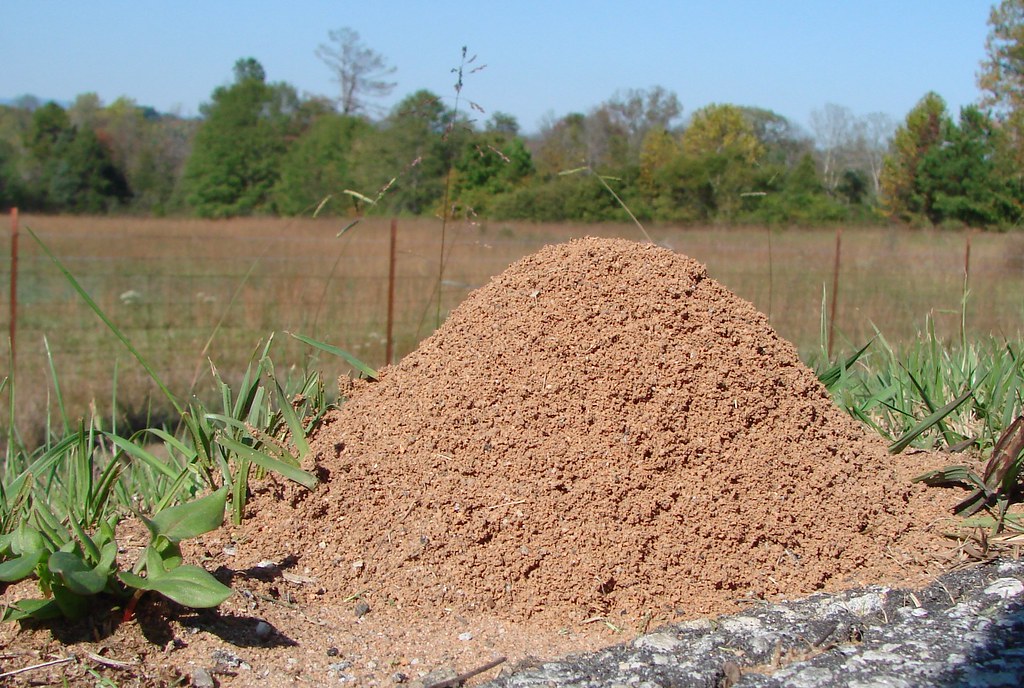 big-ant-hill