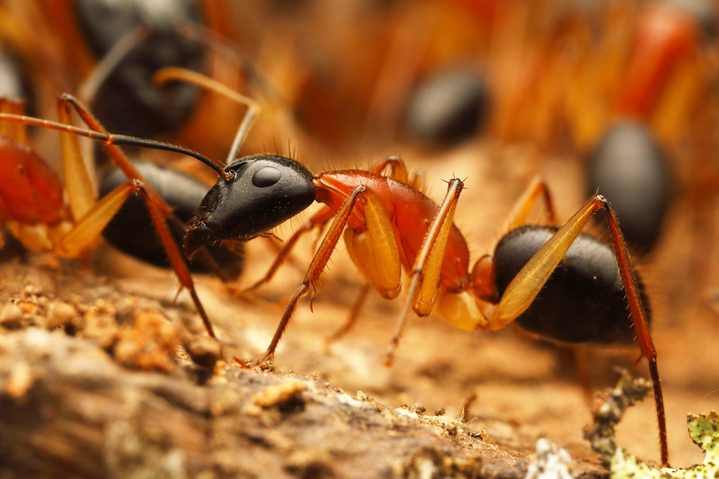 Black-headed-sugar-ant