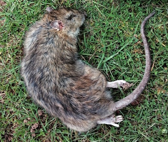 Picture of a Brown Rat