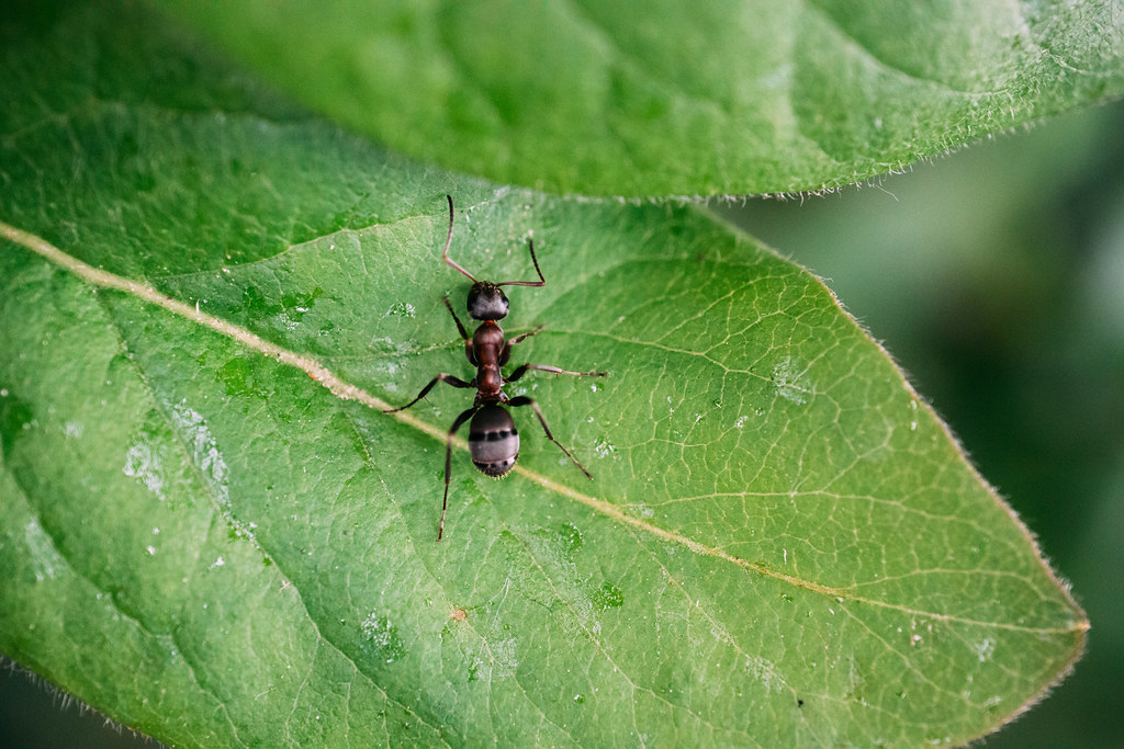 close-up-of-ant-on-leaf