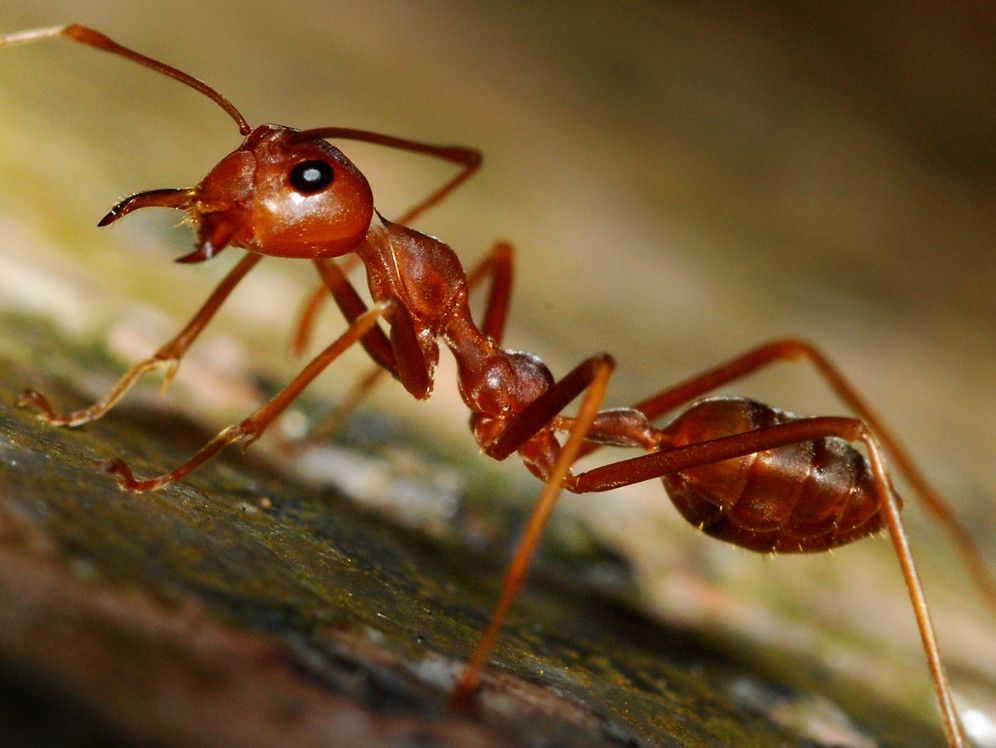 fire-ant-do-not-eat