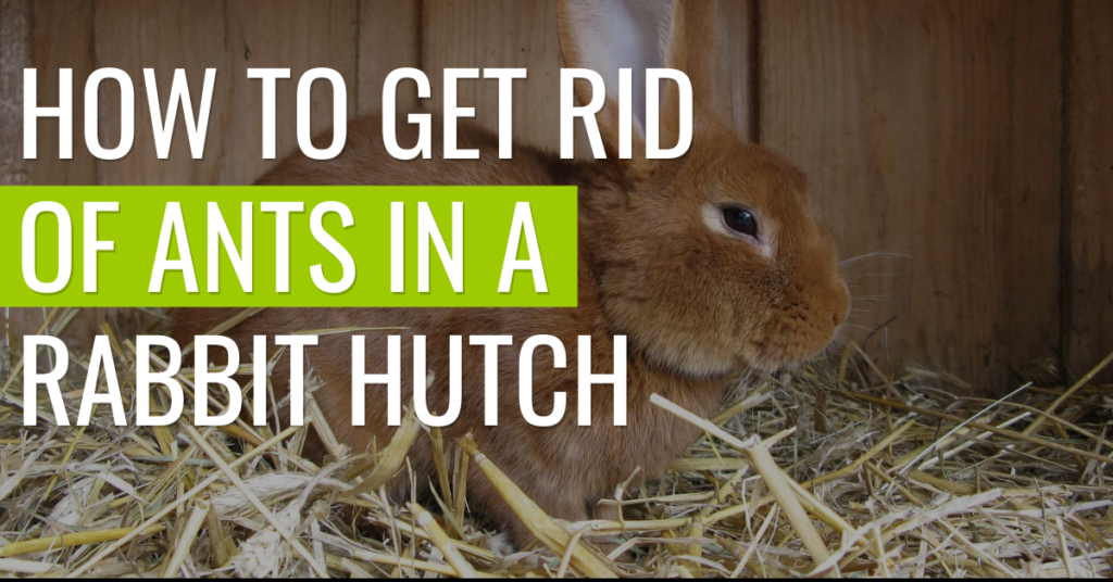 how-to-get-rid-of-ants-in-rabit-hutch