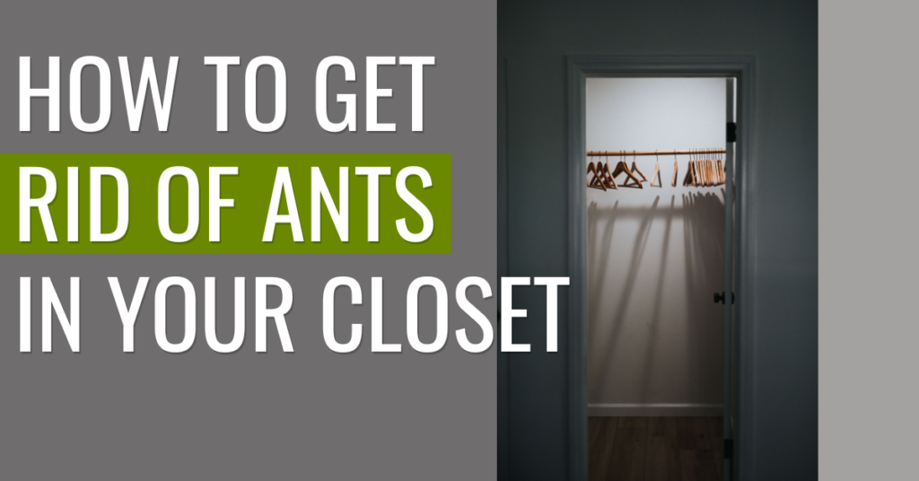 ants-in-your-closet