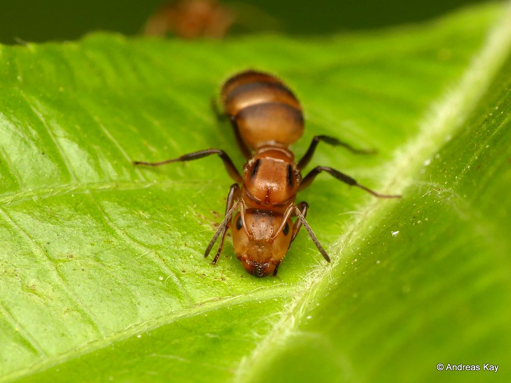 queen-ant